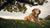 When Do Dogs Switch to Senior Food? Understanding Your Dog's Nutritional Transition-141045891311