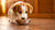 When Do I Feed My Puppy Dog Food? A Complete Guide to Your Puppy’s Feeding Journey
