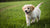 When Do I Start Feeding My Puppy Dog Food? A Comprehensive Guide to Puppy Nutrition
