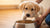 When Do I Start Giving My Puppy Dog Food? A Comprehensive Guide for New Dog Owners