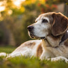 When Do I Switch My Dog to Senior Food? Understanding the Right Time for Your Aging Pup