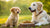When Do I Switch My Puppy to Adult Dog Food? A Comprehensive Guide