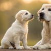 When Do I Switch My Puppy to Regular Dog Food? A Comprehensive Guide for Pet Owners