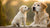 When Do I Switch My Puppy to Regular Dog Food? A Comprehensive Guide for Pet Owners