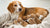 When Do Newborn Puppies Eat Dog Food? A Comprehensive Guide to the Weaning Process