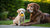 When Do Puppies Change to Dog Food? A Complete Guide for Pet Owners