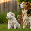 When Do Puppies Eat Adult Dog Food? A Comprehensive Guide for Dog Lovers