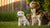 When Do Puppies Eat Adult Dog Food? A Comprehensive Guide for Dog Lovers