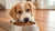 When Do Puppies Eat Dog Food? A Comprehensive Guide for New Pet Owners