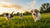 When Do Puppies Move to Dog Food? A Comprehensive Guide for Pet Owners
