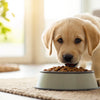 When Do Puppies Start Eating Dog Food? A Comprehensive Guide for New Pet Parents
