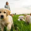 When Do Puppies Start Eating Dry Dog Food: A Comprehensive Guide for Pet Owners
