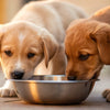 When Do Puppies Start Eating Regular Dog Food? A Comprehensive Guide for Pet Parents
