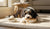 When Do Puppies Switch to Adult Dog Food? A Comprehensive Guide for Pet Owners-141419282671