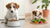 When Do You Change Dog Food from Puppy to Adult?