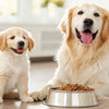 When Do You Change from Puppy to Dog Food? A Comprehensive Guide