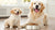 When Do You Change from Puppy to Dog Food? A Comprehensive Guide