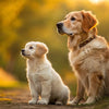 When Do You Change Puppy Food to Regular Dog Food? A Comprehensive Guide