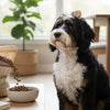 When Do You Feed Dogs Adult Food? A Comprehensive Guide for Pet Parents