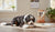 When Do You Start Adult Dog Food? A Complete Guide for Pet Parents-141421904111