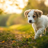 When Do You Start Feeding a Puppy Dog Food? A Comprehensive Guide for New Pet Parents