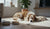When Do You Start Feeding Dogs Adult Food? A Comprehensive Guide for Pet Owners-141415317743