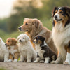 When Do You Start Feeding Puppies Adult Dog Food?