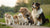 When Do You Start Feeding Puppies Adult Dog Food?