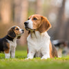 When Do You Start Feeding Puppies Dog Food? A Comprehensive Guide for New Pet Owners