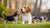 When Do You Start Feeding Puppies Dog Food? A Comprehensive Guide for New Pet Owners