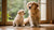 When Do You Start Feeding Puppies Dog Food? A Comprehensive Guide for New Pet Parents