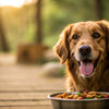 When Do You Stop Feeding a Dog Puppy Food? A Comprehensive Guide for Pet Owners