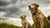 When Do You Stop Feeding Puppy Food to Your Dog? A Comprehensive Guide