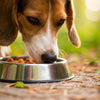 When Do You Stop Giving a Dog Puppy Food? Your Comprehensive Guide