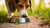 When Do You Stop Giving a Dog Puppy Food? Your Comprehensive Guide