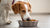 When Do You Stop Giving Dogs Puppy Food? A Comprehensive Guide to Feeding Transitions