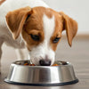 When Do You Stop Giving Puppy Food to Dogs? A Comprehensive Guide for Pet Parents