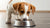 When Do You Stop Giving Puppy Food to Dogs? A Comprehensive Guide for Pet Parents