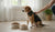 When Do You Switch a Puppy to Adult Dog Food? A Complete Guide for Pet Parents-141421281519