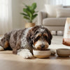 When Do You Switch Dogs From Puppy to Adult Food? Understanding the Transition for Optimal Nutrition