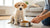 When Do You Switch From Puppy Food to Dog Food? A Complete Guide for Pet Parents