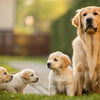 When Do You Switch Puppies to Regular Dog Food? A Comprehensive Guide