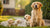 When Do You Switch Puppies to Regular Dog Food? A Comprehensive Guide