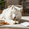When Do You Switch to Adult Dog Food? A Comprehensive Guide for Pet Parents