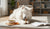 When Do You Switch to Adult Dog Food? A Comprehensive Guide for Pet Parents-141419806959