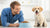 When Do You Switch to Dog Food from Puppy Food?