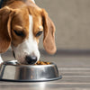 When Do You Switch Your Dog Off Puppy Food? A Comprehensive Guide to Feeding Transition