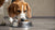 When Do You Switch Your Dog Off Puppy Food? A Comprehensive Guide to Feeding Transition