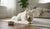 When Do You Switch Your Dog to Adult Food? A Comprehensive Guide-141421052143