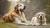 When Do You Switch Your Dog to Senior Food? Understanding the Right Time for Dietary Changes-141046055151